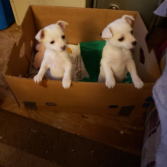 Meet your Posher, Dawn - Picture 6 of 8